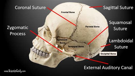 The SKULL - SCIENTIST CINDY