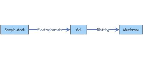 Western blot analysis | Insight Maker