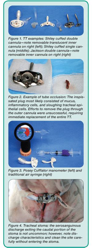 Managing Patients with Temporary Tracheostomy Tubes | Today's Veterinary Practice