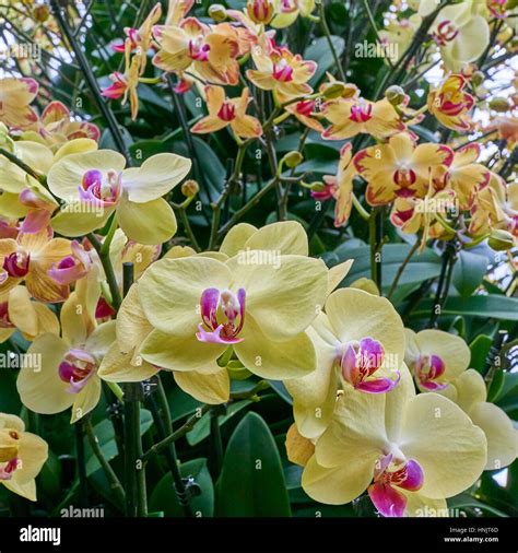 Many tropical yellow and pink Orchids Stock Photo - Alamy