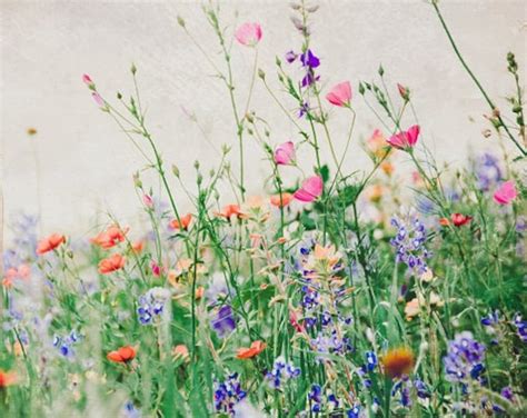 Texas Bluebonnets, Wildflowers, Photography, Mixed Flowers, Photo Fine Art, Landscape Nature ...