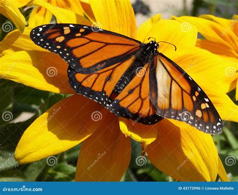 Monarch Butterfly on Sunflower Stock Photo - Image of plant, outdoors: 43773996