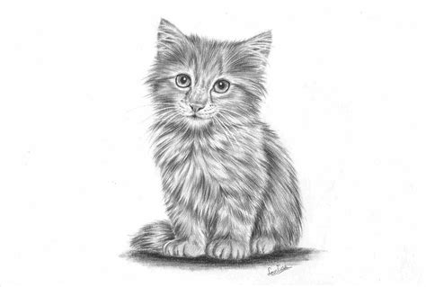 Realistic Cat Drawing at PaintingValley.com | Explore collection of Realistic Cat Drawing