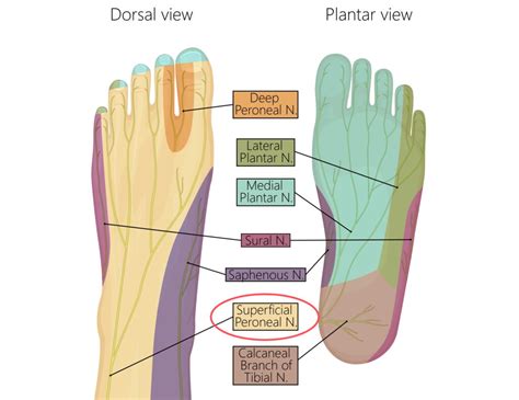 Pinched Nerve Leg Treatment