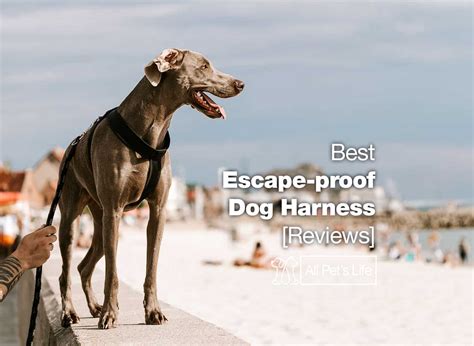 10 Best Escape-proof Dog Harness Reviews [2022] - All Pet's Life