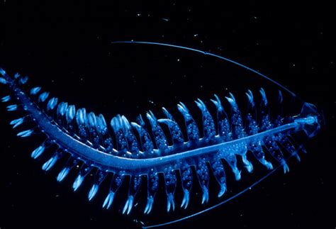 This Deep Sea Alien Worm, Tomopteris, Is Utterly Captivating | Featured Creature