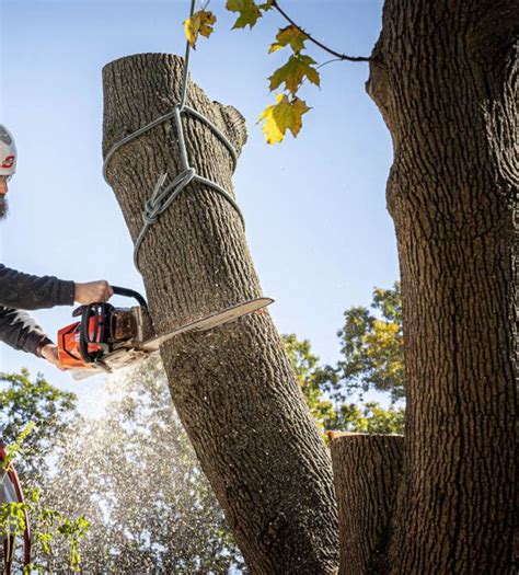 The Top 5 Warning Signs Your Tree Needs Removal – Landscaping and Garden Maintenance