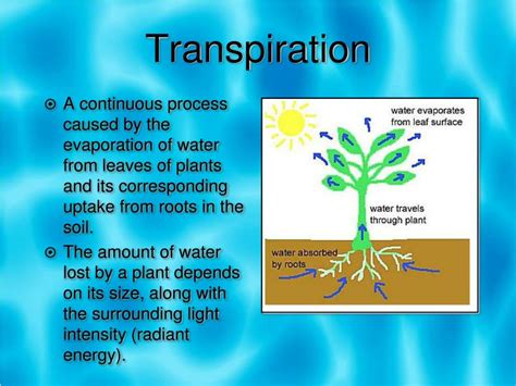 Transpiration Water Cycle