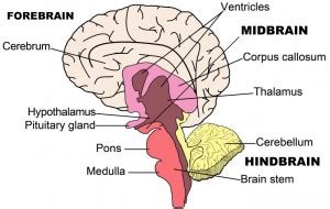 Brain Structure And Function | Brain Injury | British Columbia