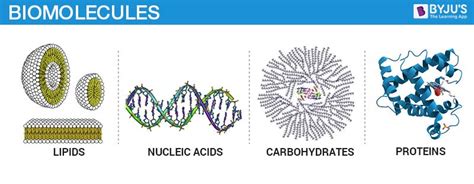 Biomolecules Proteins | Structure And Function Of Biomolecules