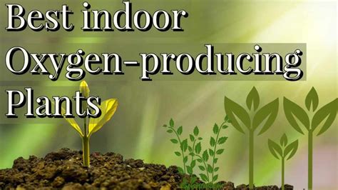 Which Indoor oxygen-producing plants Give oxygen All time: Oxygen source. - Basic of Science