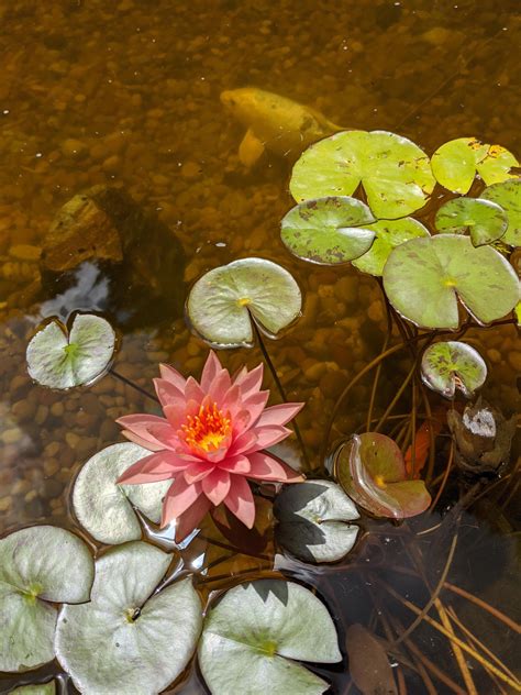 Water Lily and koi in my pond : ponds