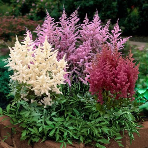 Cottage Farms Direct - Shade - 3-Piece Shade Loving Astilbe Collection