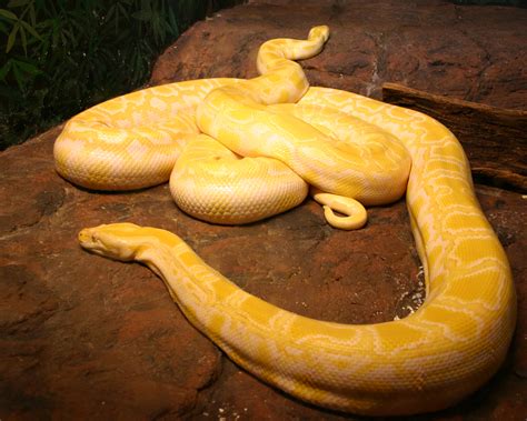 File:Albino burmese pythons.jpg - Wikipedia