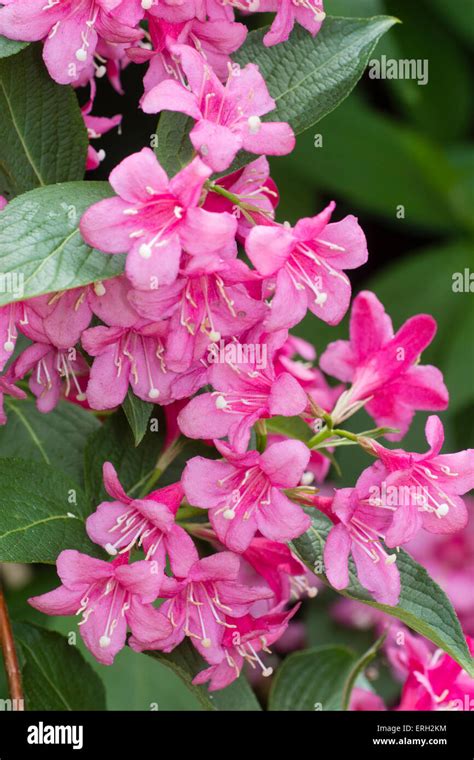 Massed pink May flowers of the deciduous shrub, Weigela 'Abel Carriere' Stock Photo - Alamy