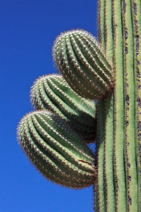 Close Up Saguaro Cactus Flower Stock Image - Image of park, fruit: 31397131