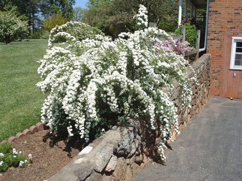 Flowers and Nature in my Garden: Spirea Japonica "Bridal Wreath"