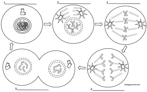 Biology Mitosis Worksheet | TUTORE.ORG - Master of Documents