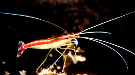 marine-aquarium-shrimp - Sunbeam Aquarium Singapore