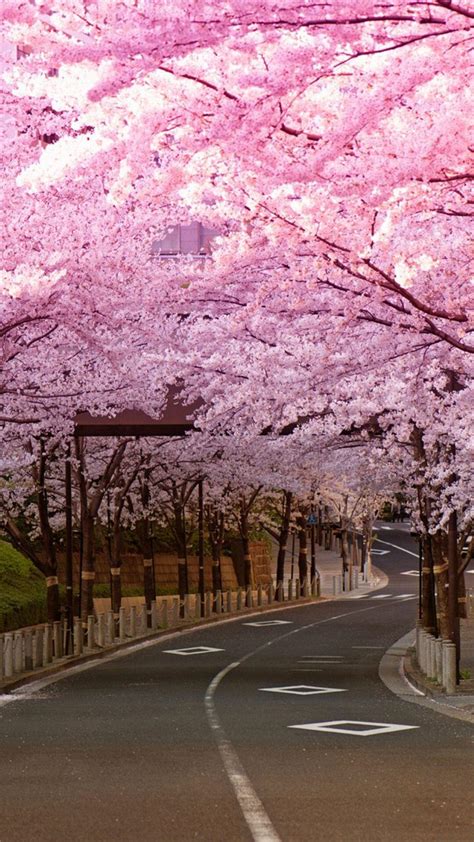 Japanese Cherry Blossom iPhone Wallpapers - Top Free Japanese Cherry Blossom iPhone Backgrounds ...