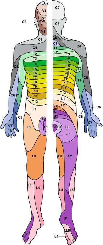 Dermatome Map Cervical | Dermatome Map