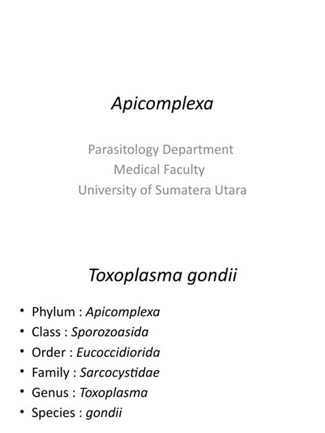 Apicomplexa: Parasitology Department Medical Faculty University of Sumatera Utara | PDF ...