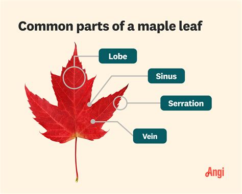 What Does A Maple Tree Look Like? The Types of Maple Trees