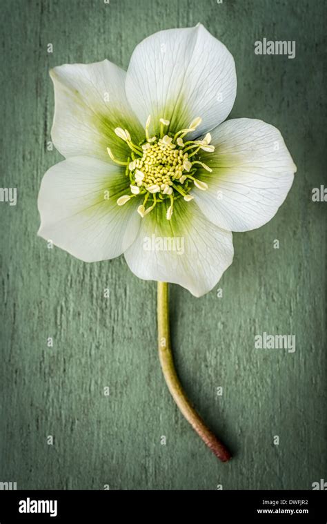 Christmas rose hi-res stock photography and images - Alamy