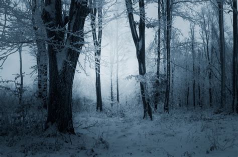 Dark Snowy Forest Images – Browse 381 Stock Photos, Vectors, and Video | Adobe Stock