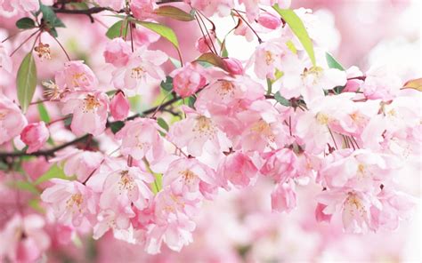 🔥 [0+] Wallpapers Cherry Blossom | WallpaperSafari