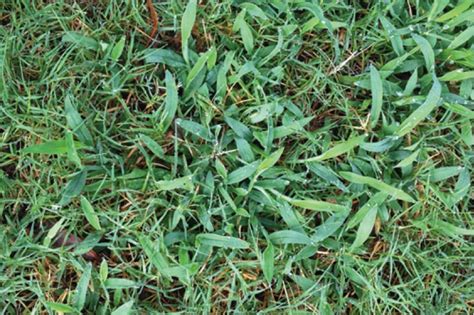 Keep Summer Crabgrass Under Control | TruGreen