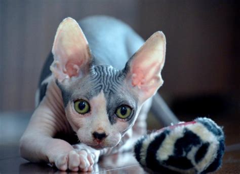 What You Need to Know Before Bringing Home a Sphynx Cat | PetMD