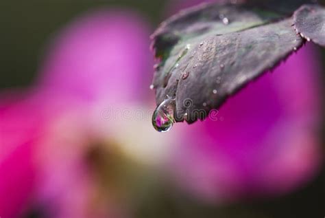 Macro water drop flower stock image. Image of drop, close - 5550621