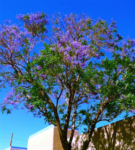 Erin Zimpel: Tree With Purple Flowers Arizona : Purple Blooms for the Fall Garden - Ramblings ...