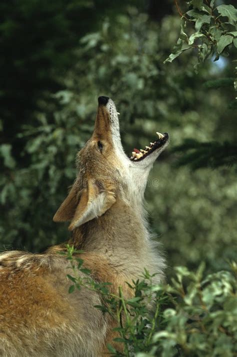 Howling Coyote stock photo. Image of howl, grassland, predator - 9532690