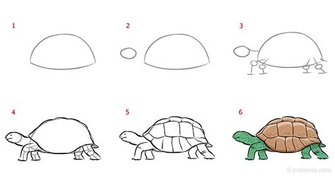 Turtle Drawing » How to draw a Turtle