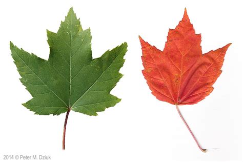 Acer rubrum (Red Maple): Minnesota Wildflowers