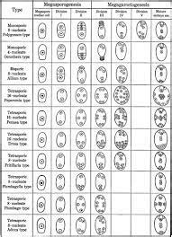 embryo sac - types, explanation