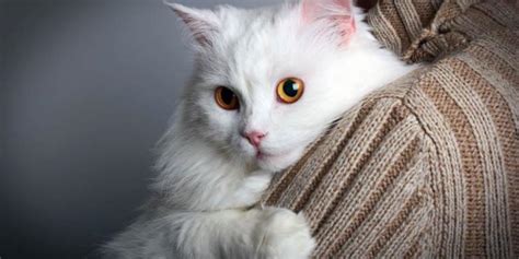 185 Best White Cat Names With Meanings 2024 - Cats.com