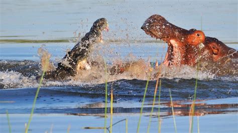 Animal Battles: Hippo vs Croc and Lion vs Bear