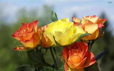 Orange Yellow Roses wallpaper | nature and landscape | Wallpaper Better