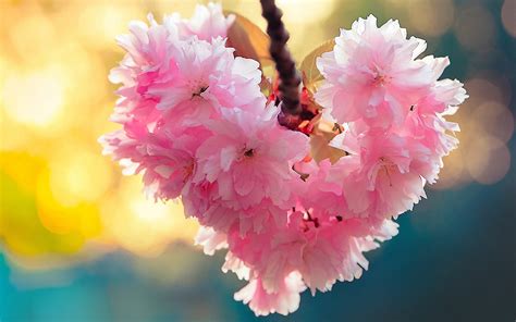 Heart bloom love heart flowers nature spring wallpaper | 1920x1200 | 967673 | WallpaperUP