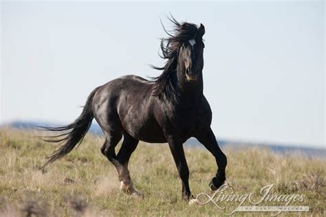 Wild Black Stallion Fine Art Wild Horse Photograph Wild | Etsy