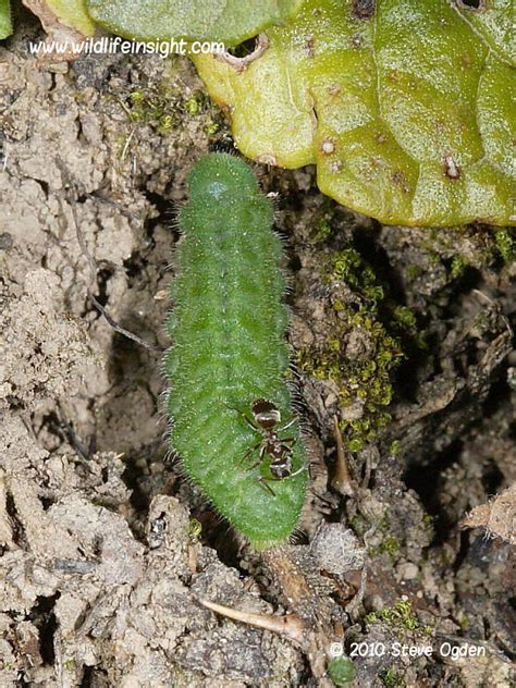 The Common Blue Butterfly and caterpillar (Polyommatus icarus) | Wildlife Insight