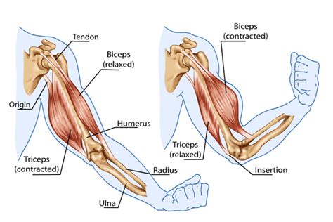 Yoga Teacher Central » Pose Examples of Movement Types, Muscle Pairs in Movement, Agonist ...