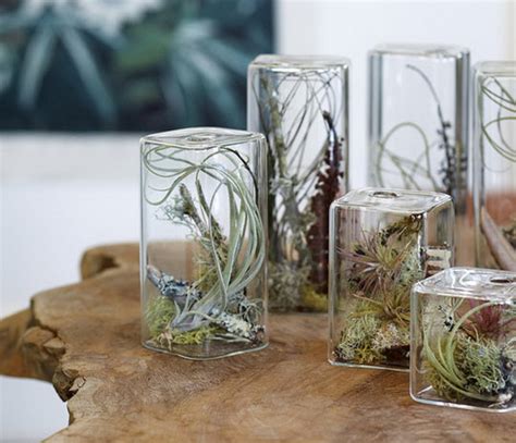 Unusual Air Plants - Home Decoration Inspiration Ideas and Gifts