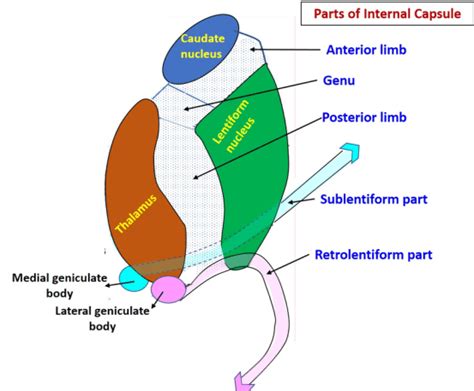 Internal Capsule – Anatomy QA