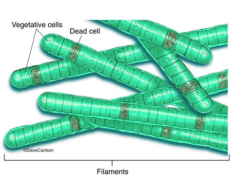 Cyanobacteria (blue-green algae) : : Carlson Stock Art