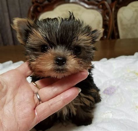 Teacup Yorkie Guide: Lifespan, Price, Size & More!