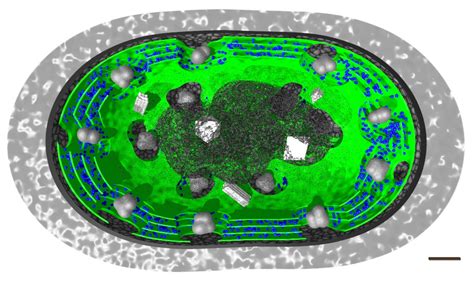 Cyanobacteria Structure